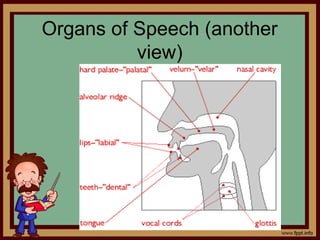 Organs of Speech (another
view)
 