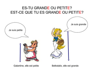 ES-TU GRANDE OU PETITE?
EST-CE QUE TU ES GRANDE OU PETITE?
Je suis grande
Je suis petite
Galantine, elle est petite Bellodalix, elle est grande
 