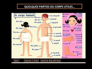 QUELQUES PARTIES DU CORPS UTILES…
 