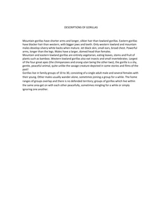 DESCRIPTIONS OF GORILLAS



Mountain gorillas have shorter arms and longer, silkier hair than lowland gorillas. Eastern gorillas
have blacker hair than western, with bigger jaws and teeth. Only western lowland and mountain
males develop silvery-white backs when mature. Jet-black skin, small ears, broad chest. Powerful
arms, longer than the legs. Males have a larger, domed head than females.
Mountain and eastern lowland gorillas are entirely vegetarian, eating leaves, stems and fruit of
plants such as bamboo. Western lowland gorillas also eat insects and small invertebrates. Largest
of the four great apes (the chimpanzees and orang-utan being the other two), the gorilla is a shy,
gentle, peaceful animal, quite unlike the savage creature depicted in some stories and films of the
past!
Gorillas live in family groups of 10 to 30, consisting of a single adult male and several females with
their young. Other males usually wander alone, sometimes joining a group for a while. The home
ranges of groups overlap and there is no defended territory; groups of gorillas which live within
the same area get on with each other peacefully, sometimes mingling for a while or simply
ignoring one another.
 