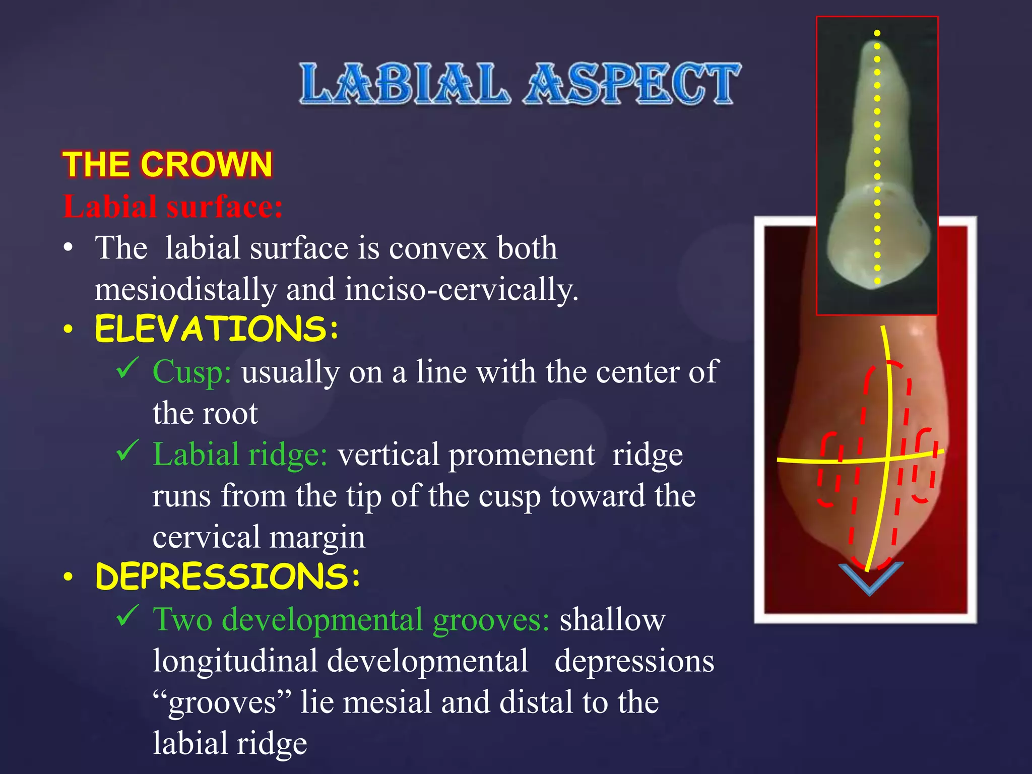 THE CROWN
Labial surface:
• The labial surface is convex both
  mesiodistally and inciso-cervically.
• ELEVATIONS:
    Cusp: usually on a line with the center of
     the root
    Labial ridge: vertical promenent ridge
     runs from the tip of the cusp toward the
     cervical margin
• DEPRESSIONS:
    Two developmental grooves: shallow
     longitudinal developmental depressions
     “grooves” lie mesial and distal to the
     labial ridge
 