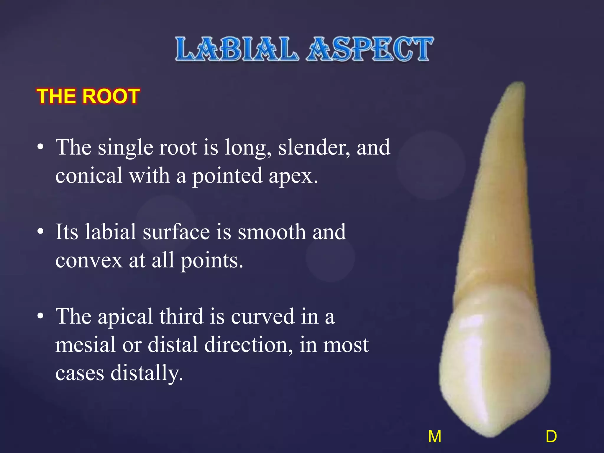 THE ROOT

• The single root is long, slender, and
  conical with a pointed apex.

• Its labial surface is smooth and
  convex at all points.

• The apical third is curved in a
  mesial or distal direction, in most
  cases distally.

                                          M   D
 