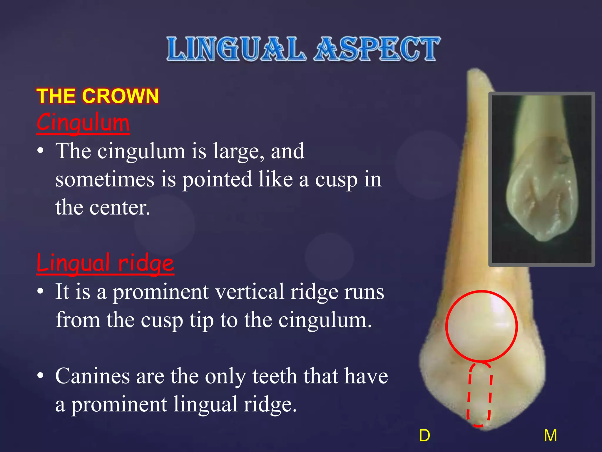 THE CROWN
Cingulum
• The cingulum is large, and
  sometimes is pointed like a cusp in
  the center.

Lingual ridge
• It is a prominent vertical ridge runs
  from the cusp tip to the cingulum.

• Canines are the only teeth that have
  a prominent lingual ridge.
                                          D   M
 