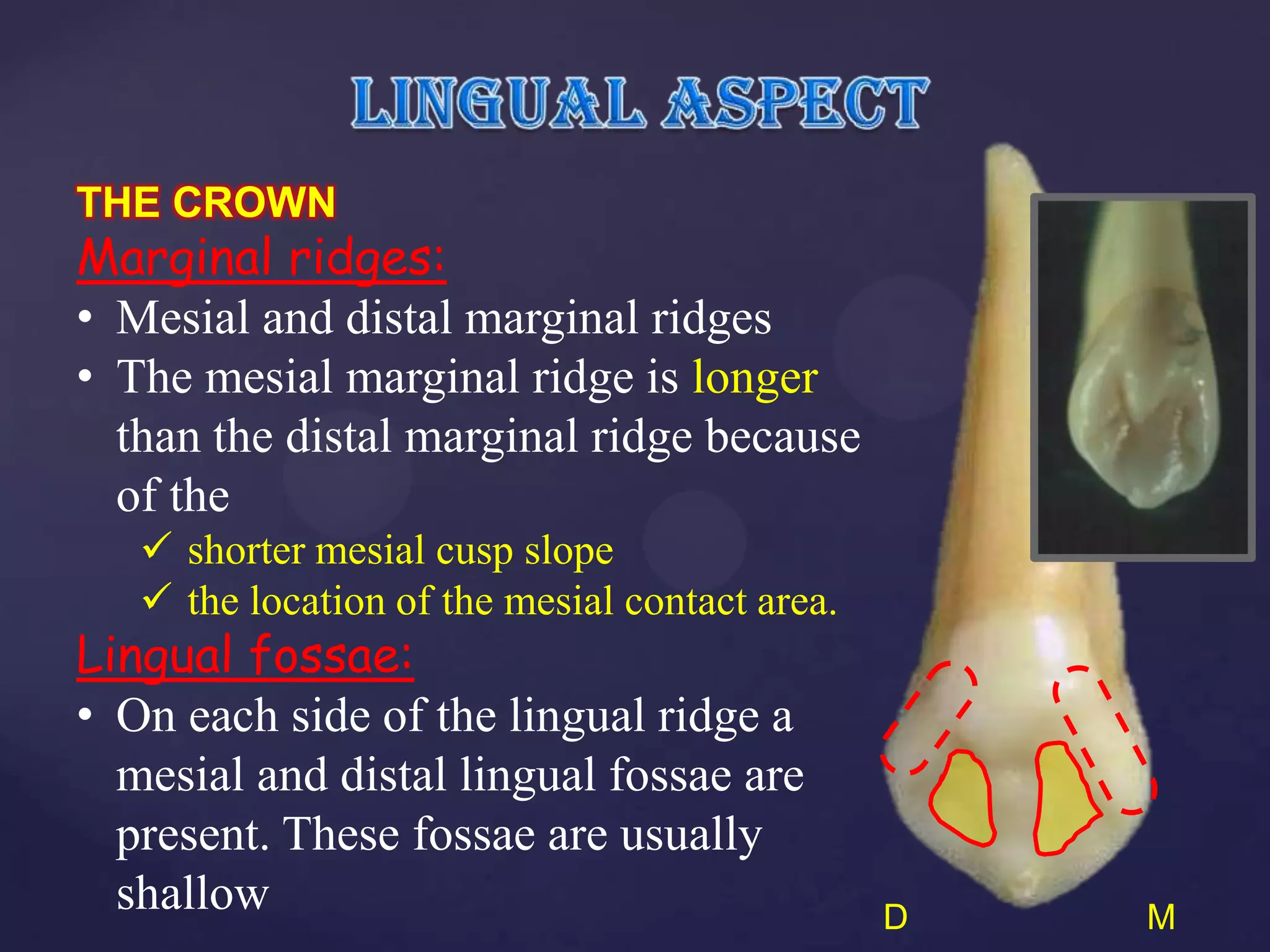 THE CROWN
Marginal ridges:
• Mesial and distal marginal ridges
• The mesial marginal ridge is longer
  than the distal marginal ridge because
  of the
    shorter mesial cusp slope
    the location of the mesial contact area.
Lingual fossae:
• On each side of the lingual ridge a
  mesial and distal lingual fossae are
  present. These fossae are usually
  shallow                                       D   M
 