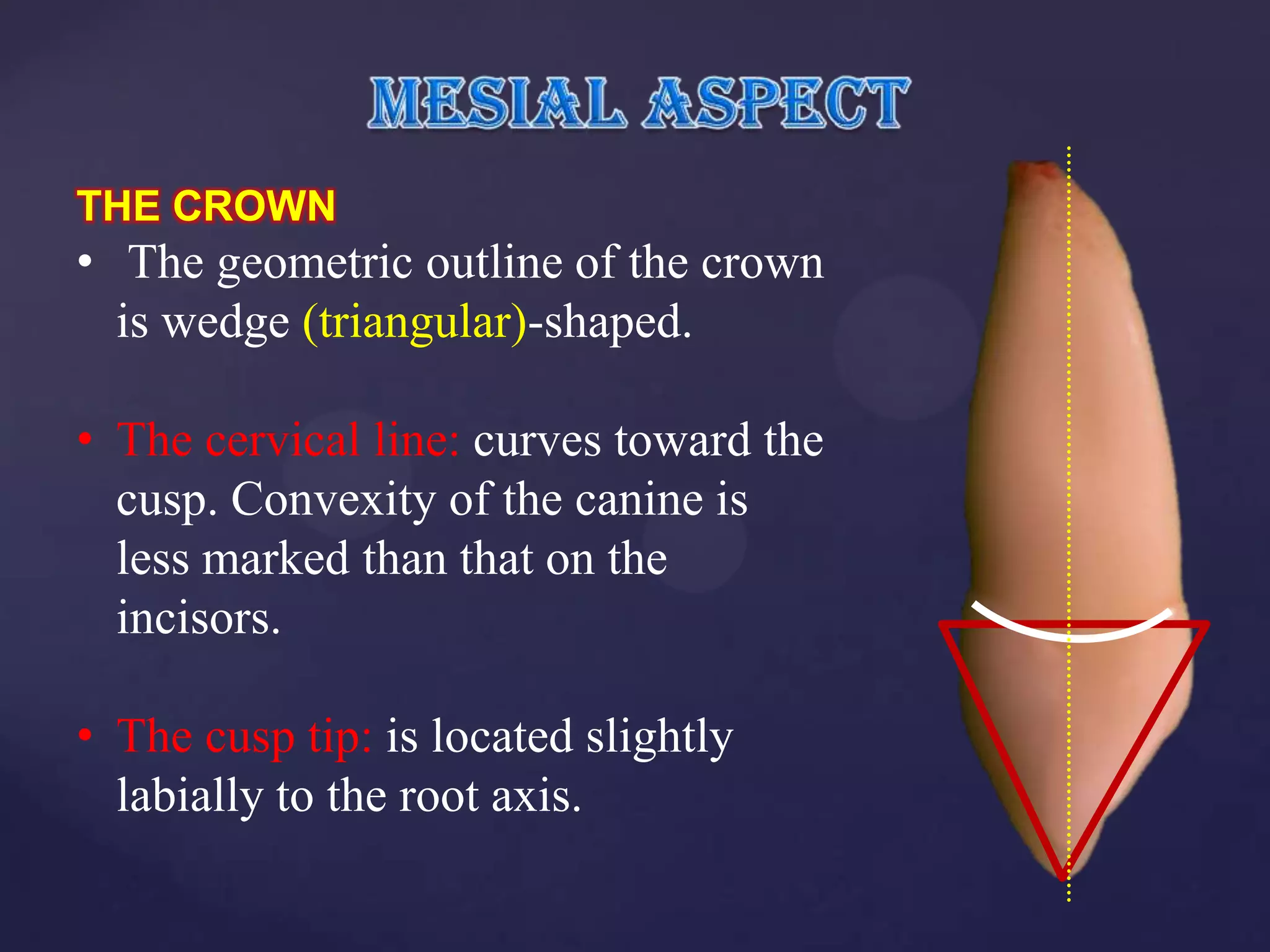 THE CROWN
• The geometric outline of the crown
  is wedge (triangular)-shaped.

• The cervical line: curves toward the
  cusp. Convexity of the canine is
  less marked than that on the
  incisors.

• The cusp tip: is located slightly
  labially to the root axis.
 