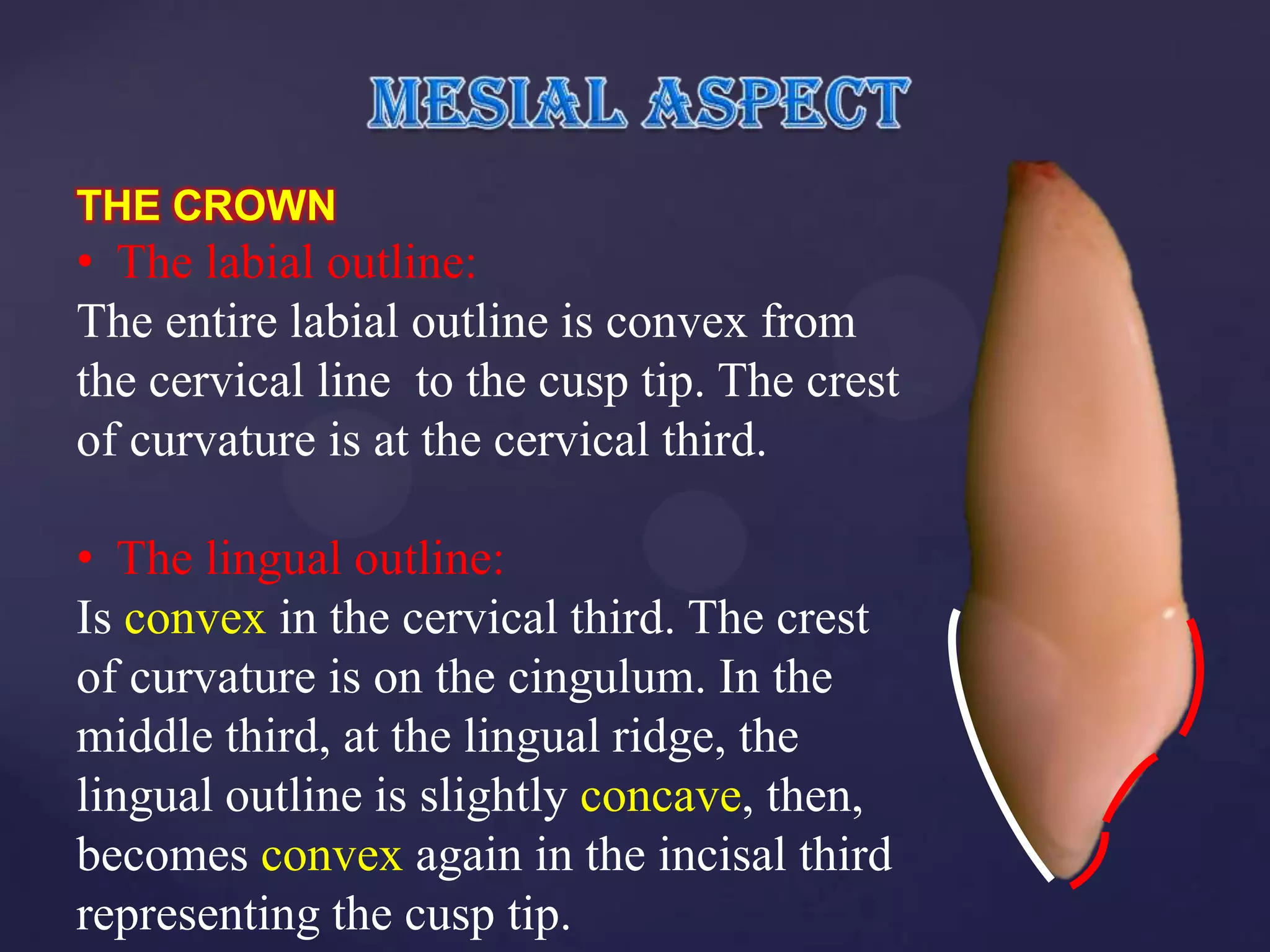 THE CROWN
• The labial outline:
The entire labial outline is convex from
the cervical line to the cusp tip. The crest
of curvature is at the cervical third.

• The lingual outline:
Is convex in the cervical third. The crest
of curvature is on the cingulum. In the
middle third, at the lingual ridge, the
lingual outline is slightly concave, then,
becomes convex again in the incisal third
representing the cusp tip.
 