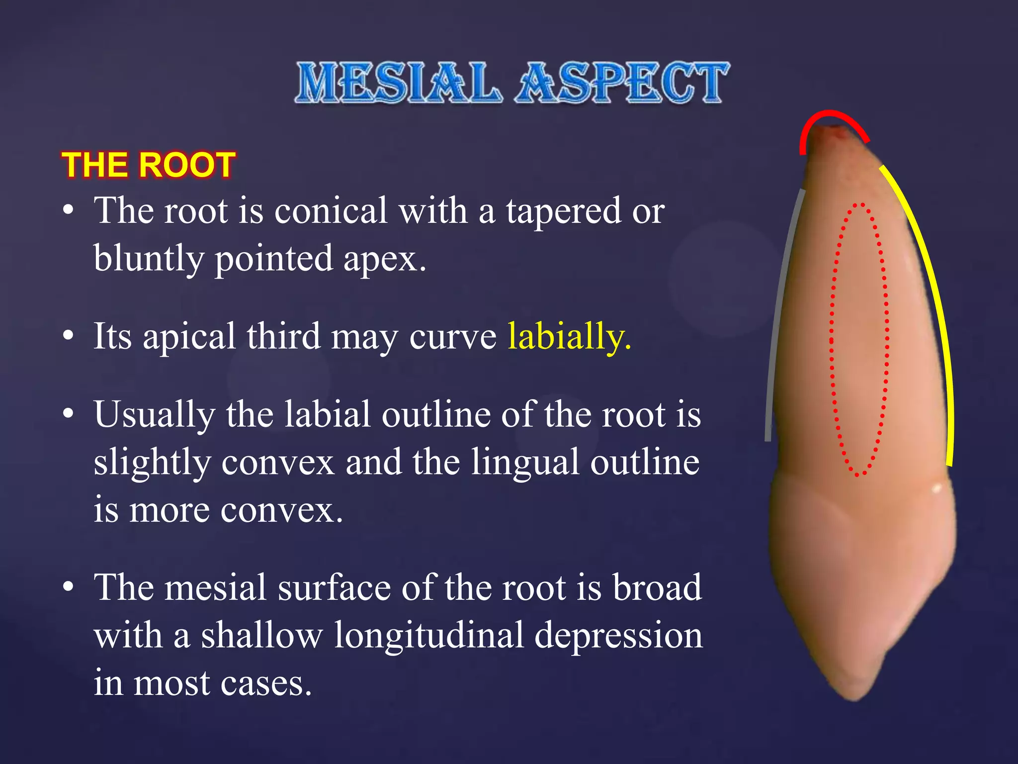 THE ROOT
• The root is conical with a tapered or
  bluntly pointed apex.
• Its apical third may curve labially.
• Usually the labial outline of the root is
  slightly convex and the lingual outline
  is more convex.
• The mesial surface of the root is broad
  with a shallow longitudinal depression
  in most cases.
 