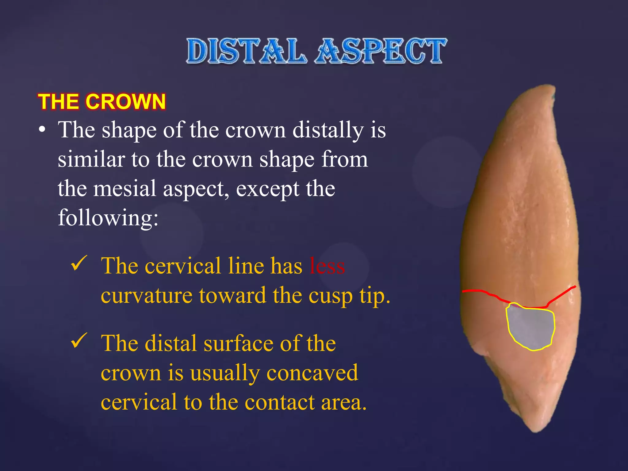 THE CROWN
• The shape of the crown distally is
  similar to the crown shape from
  the mesial aspect, except the
  following:
    The cervical line has less
     curvature toward the cusp tip.
    The distal surface of the
     crown is usually concaved
     cervical to the contact area.
 