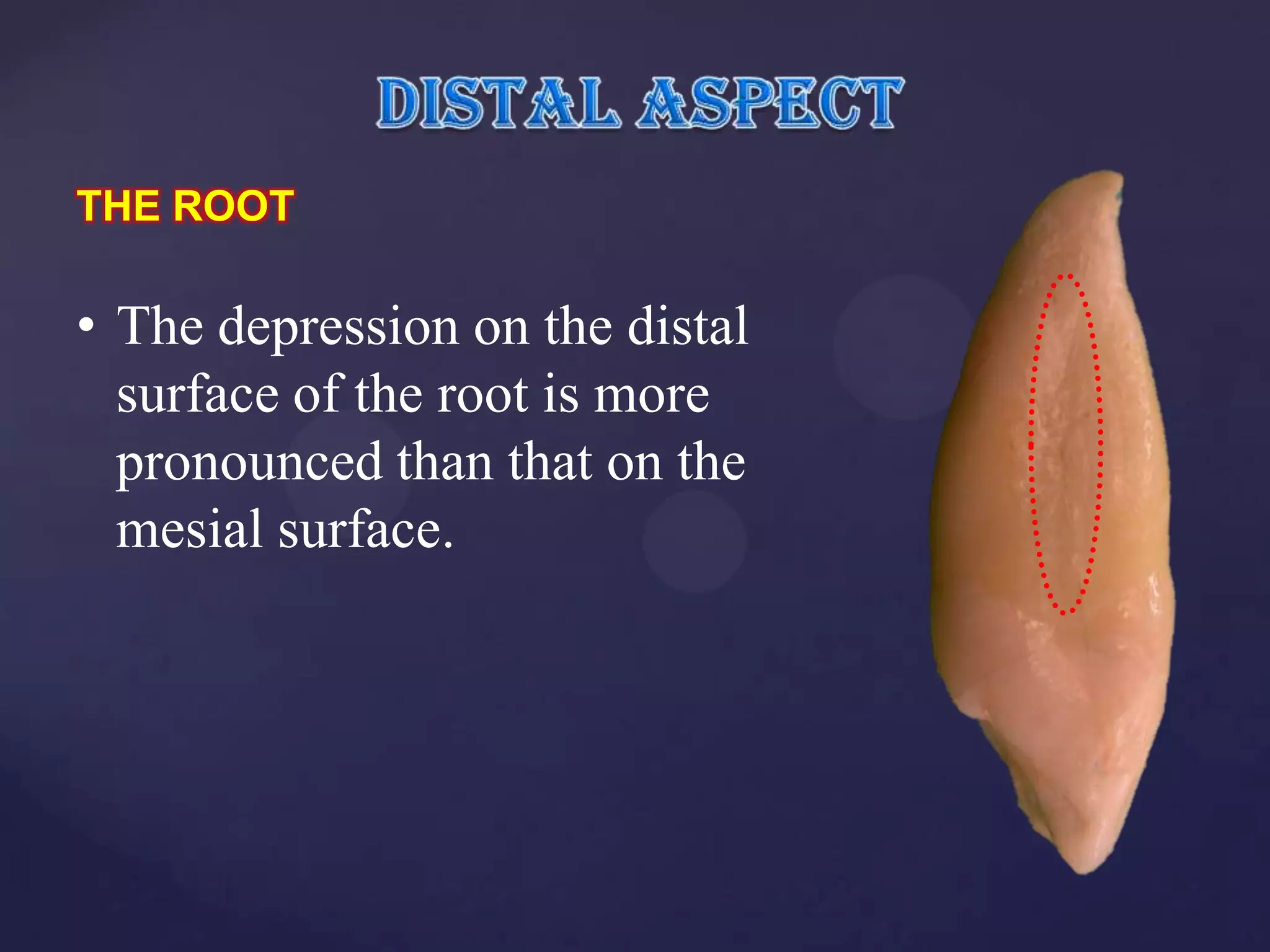 THE ROOT

• The depression on the distal
  surface of the root is more
  pronounced than that on the
  mesial surface.
 