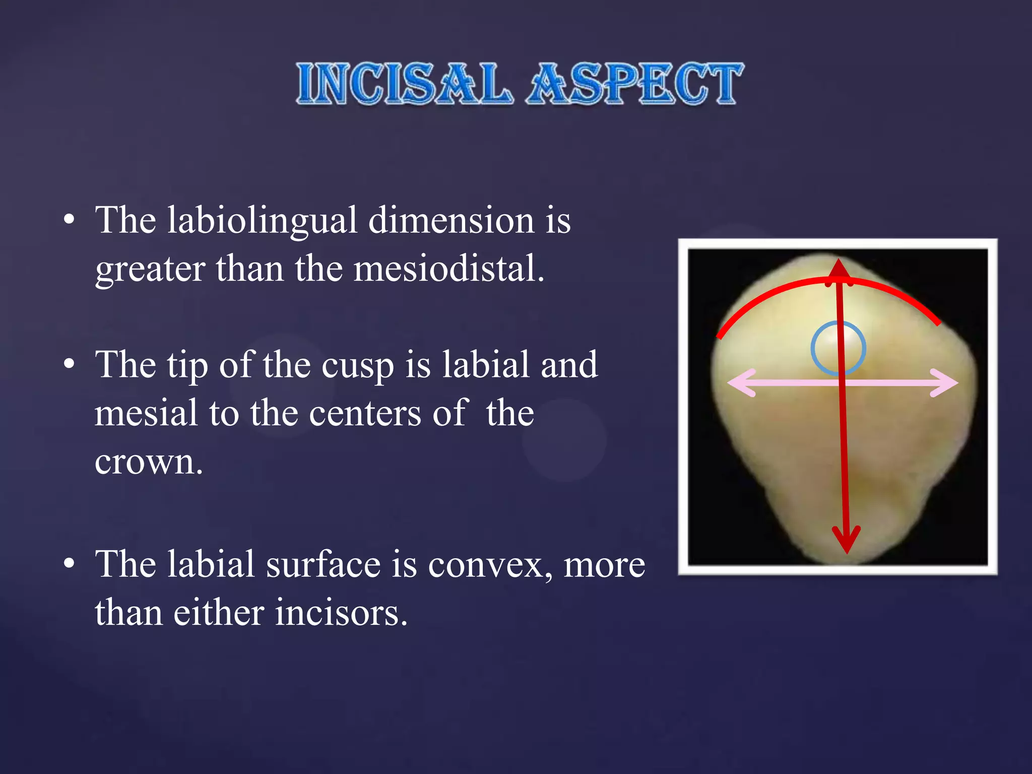 • The labiolingual dimension is
  greater than the mesiodistal.

• The tip of the cusp is labial and
  mesial to the centers of the
  crown.

• The labial surface is convex, more
  than either incisors.
 