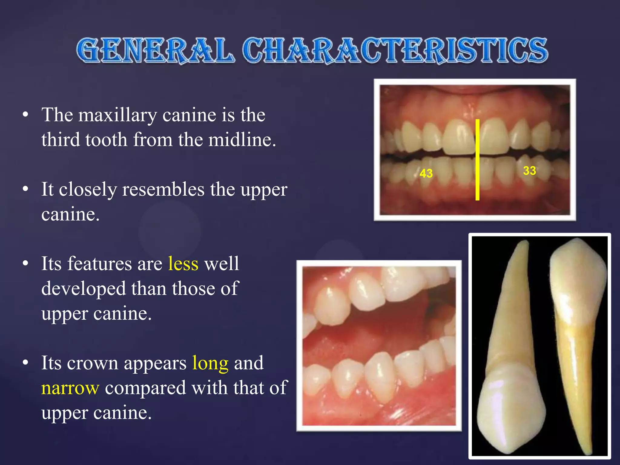 • The maxillary canine is the
  third tooth from the midline.
                                   43   33
• It closely resembles the upper
  canine.

• Its features are less well
  developed than those of
  upper canine.

• Its crown appears long and
  narrow compared with that of
  upper canine.
 