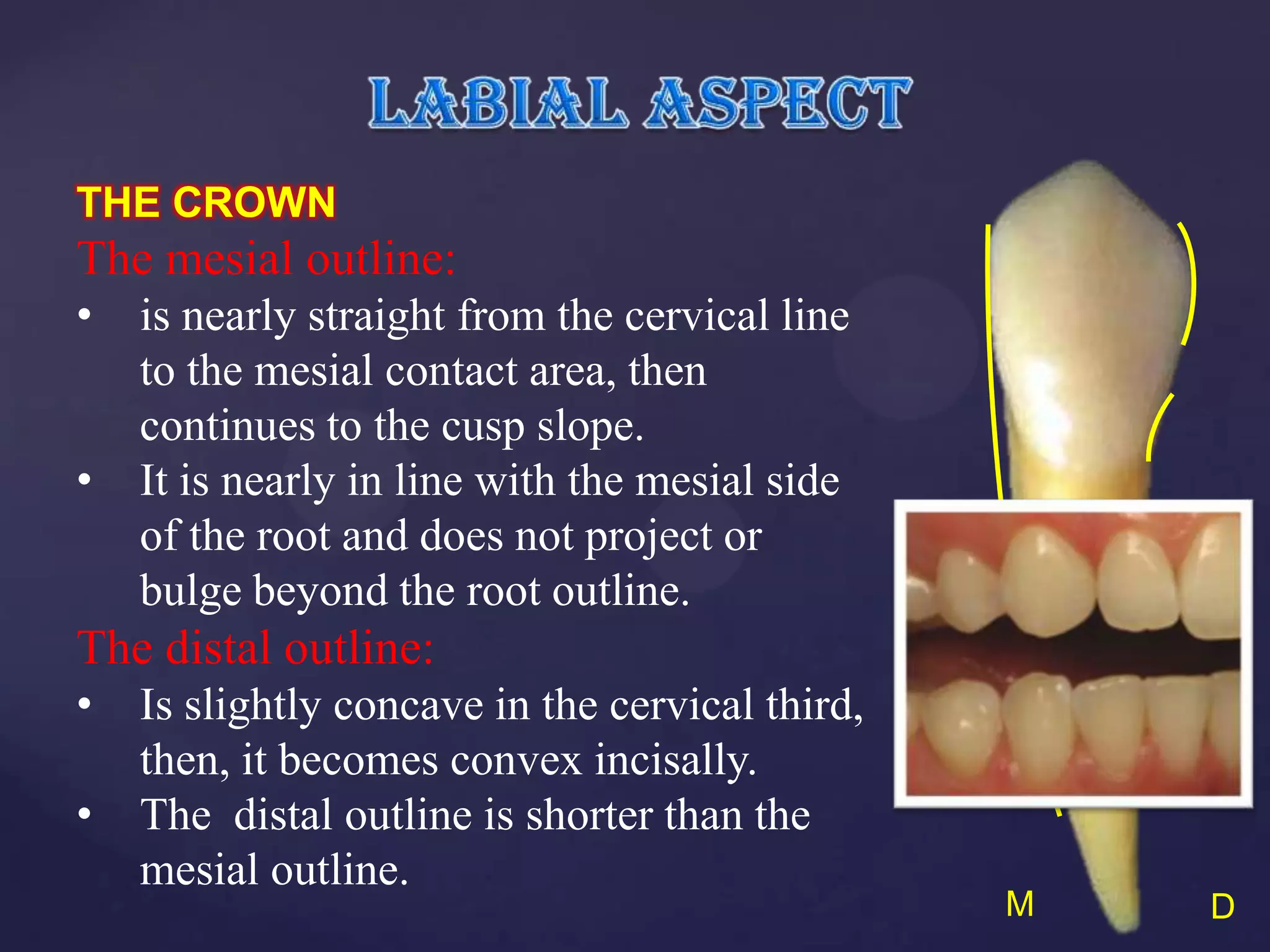 THE CROWN
The mesial outline:
•   is nearly straight from the cervical line
    to the mesial contact area, then
    continues to the cusp slope.
•   It is nearly in line with the mesial side
    of the root and does not project or
    bulge beyond the root outline.
The distal outline:
•   Is slightly concave in the cervical third,
    then, it becomes convex incisally.
•   The distal outline is shorter than the
    mesial outline.
                                                 M   D
 
