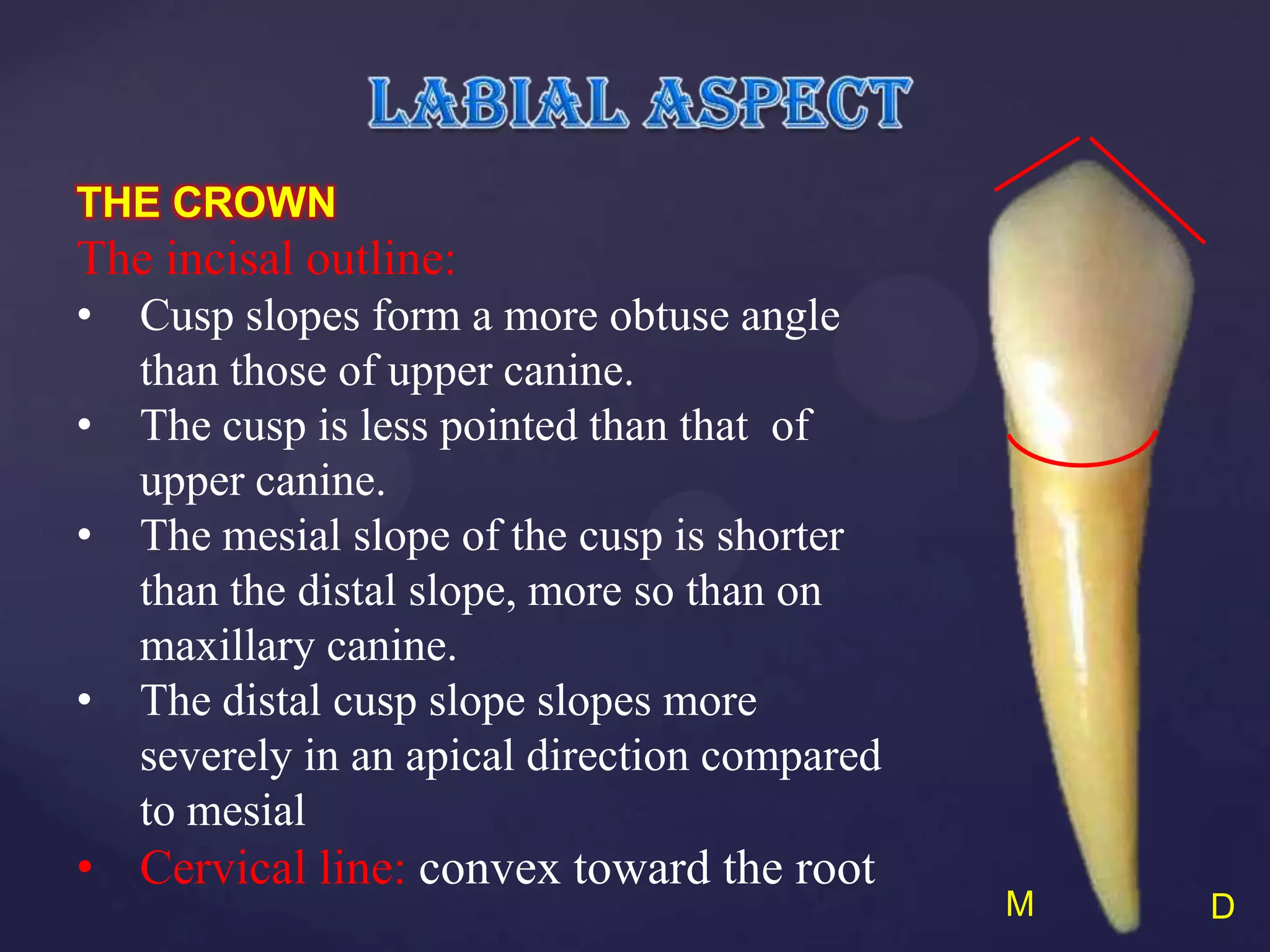 THE CROWN
The incisal outline:
•   Cusp slopes form a more obtuse angle
    than those of upper canine.
•   The cusp is less pointed than that of
    upper canine.
•   The mesial slope of the cusp is shorter
    than the distal slope, more so than on
    maxillary canine.
•   The distal cusp slope slopes more
    severely in an apical direction compared
    to mesial
• Cervical line: convex toward the root
                                               M   D
 