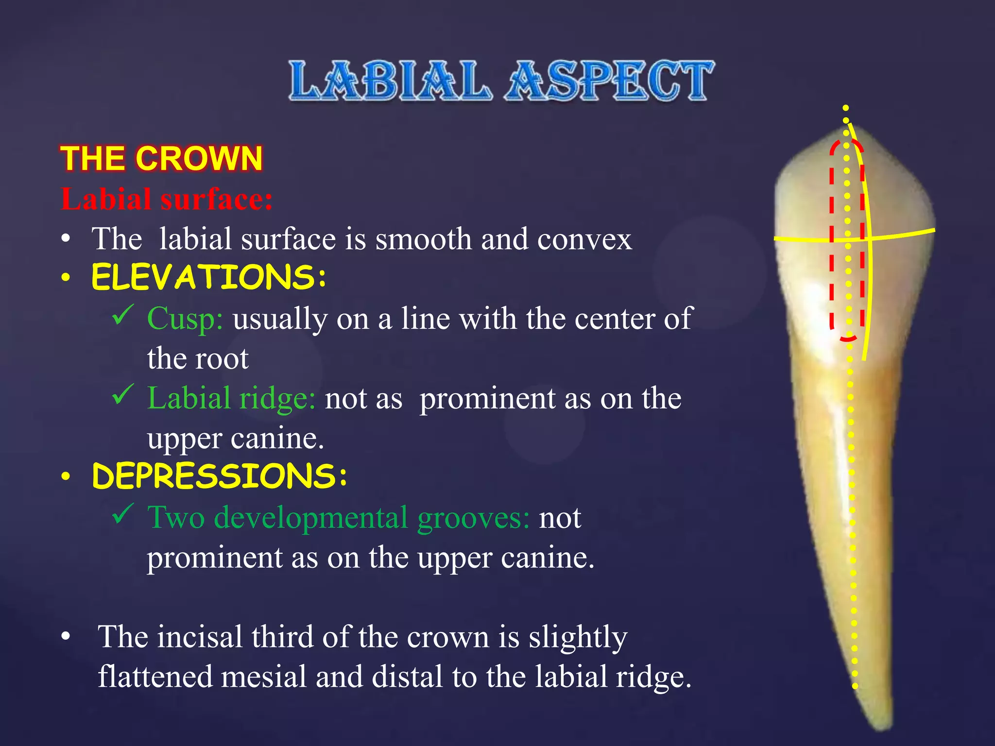 THE CROWN
Labial surface:
• The labial surface is smooth and convex
• ELEVATIONS:
    Cusp: usually on a line with the center of
     the root
    Labial ridge: not as prominent as on the
     upper canine.
• DEPRESSIONS:
    Two developmental grooves: not
     prominent as on the upper canine.

• The incisal third of the crown is slightly
  flattened mesial and distal to the labial ridge.
 