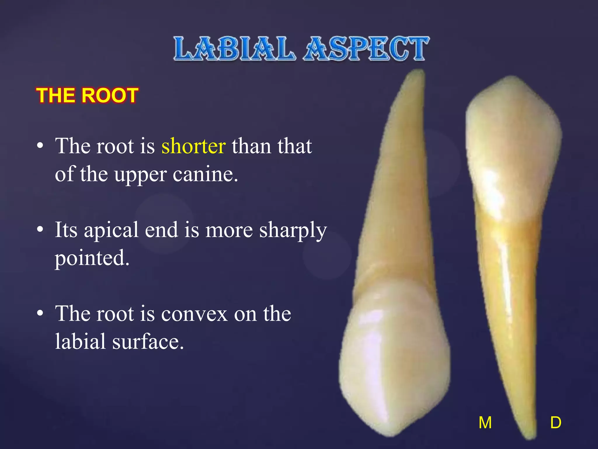 THE ROOT

• The root is shorter than that
  of the upper canine.

• Its apical end is more sharply
  pointed.

• The root is convex on the
  labial surface.


                                   M   D
 