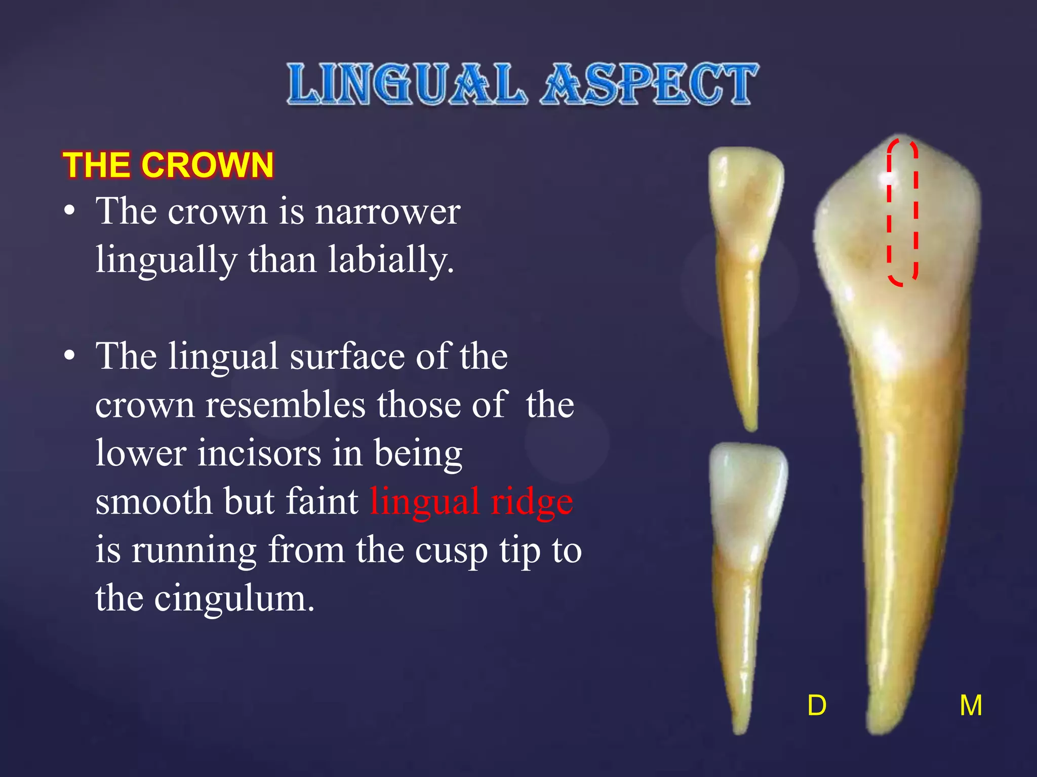 THE CROWN
• The crown is narrower
  lingually than labially.

• The lingual surface of the
  crown resembles those of the
  lower incisors in being
  smooth but faint lingual ridge
  is running from the cusp tip to
  the cingulum.

                                    D   M
 