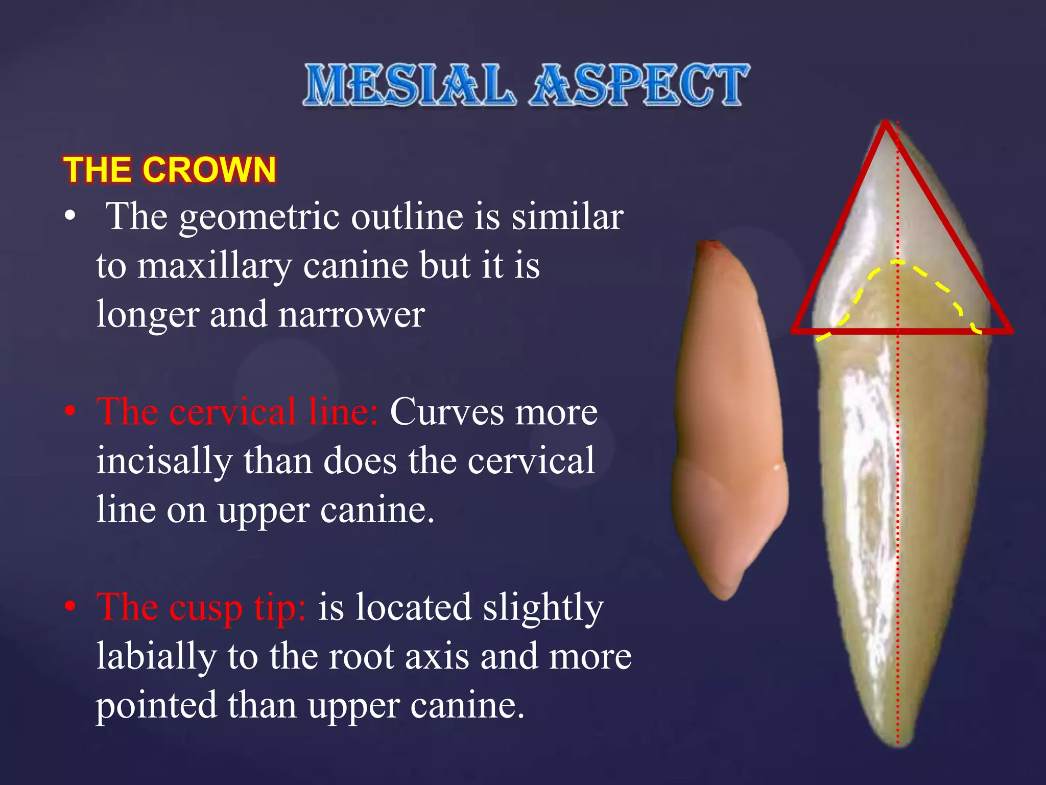 THE CROWN
• The geometric outline is similar
  to maxillary canine but it is
  longer and narrower

• The cervical line: Curves more
  incisally than does the cervical
  line on upper canine.

• The cusp tip: is located slightly
  labially to the root axis and more
  pointed than upper canine.
 