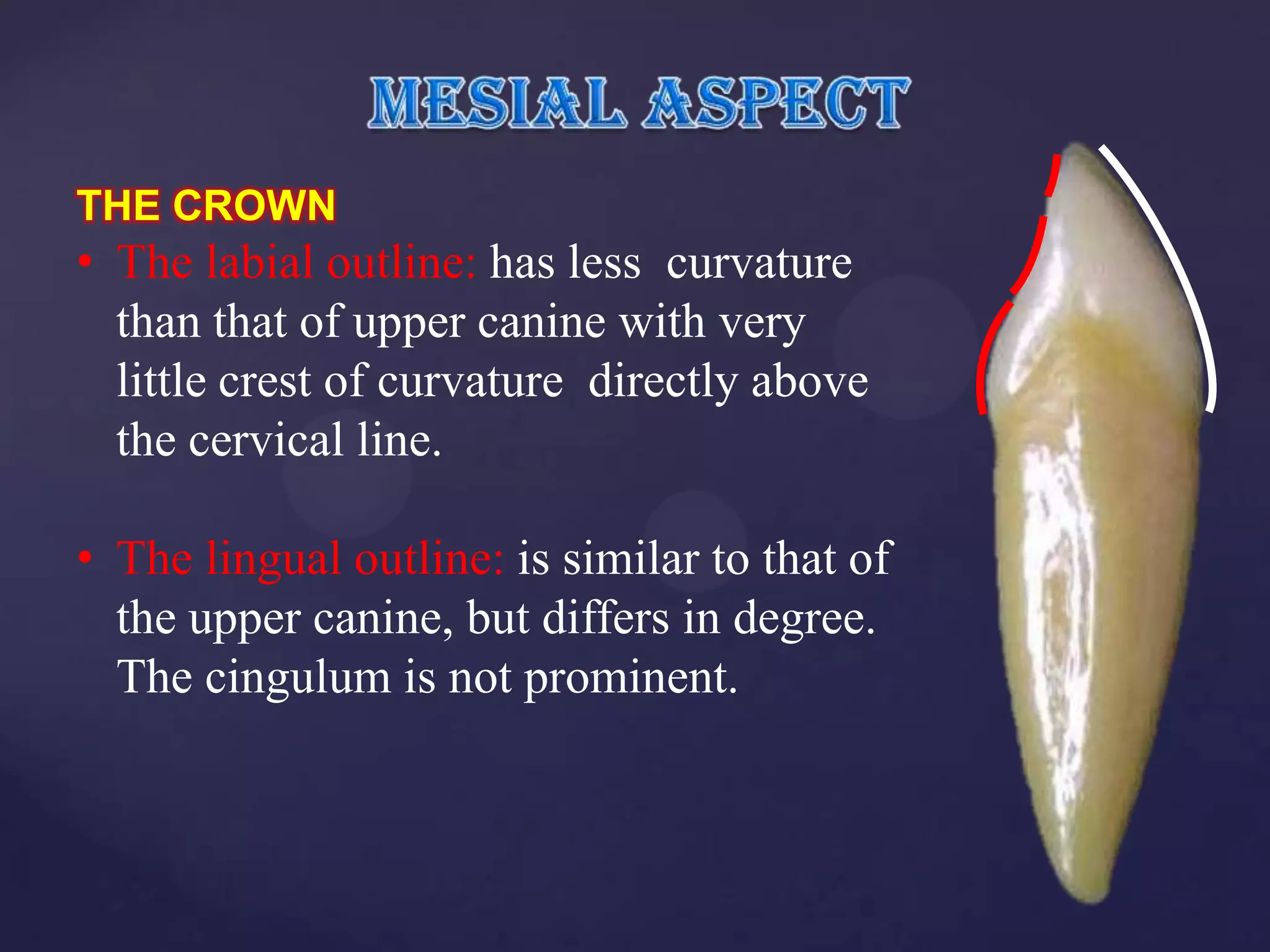 THE CROWN
• The labial outline: has less curvature
  than that of upper canine with very
  little crest of curvature directly above
  the cervical line.

• The lingual outline: is similar to that of
  the upper canine, but differs in degree.
  The cingulum is not prominent.
 