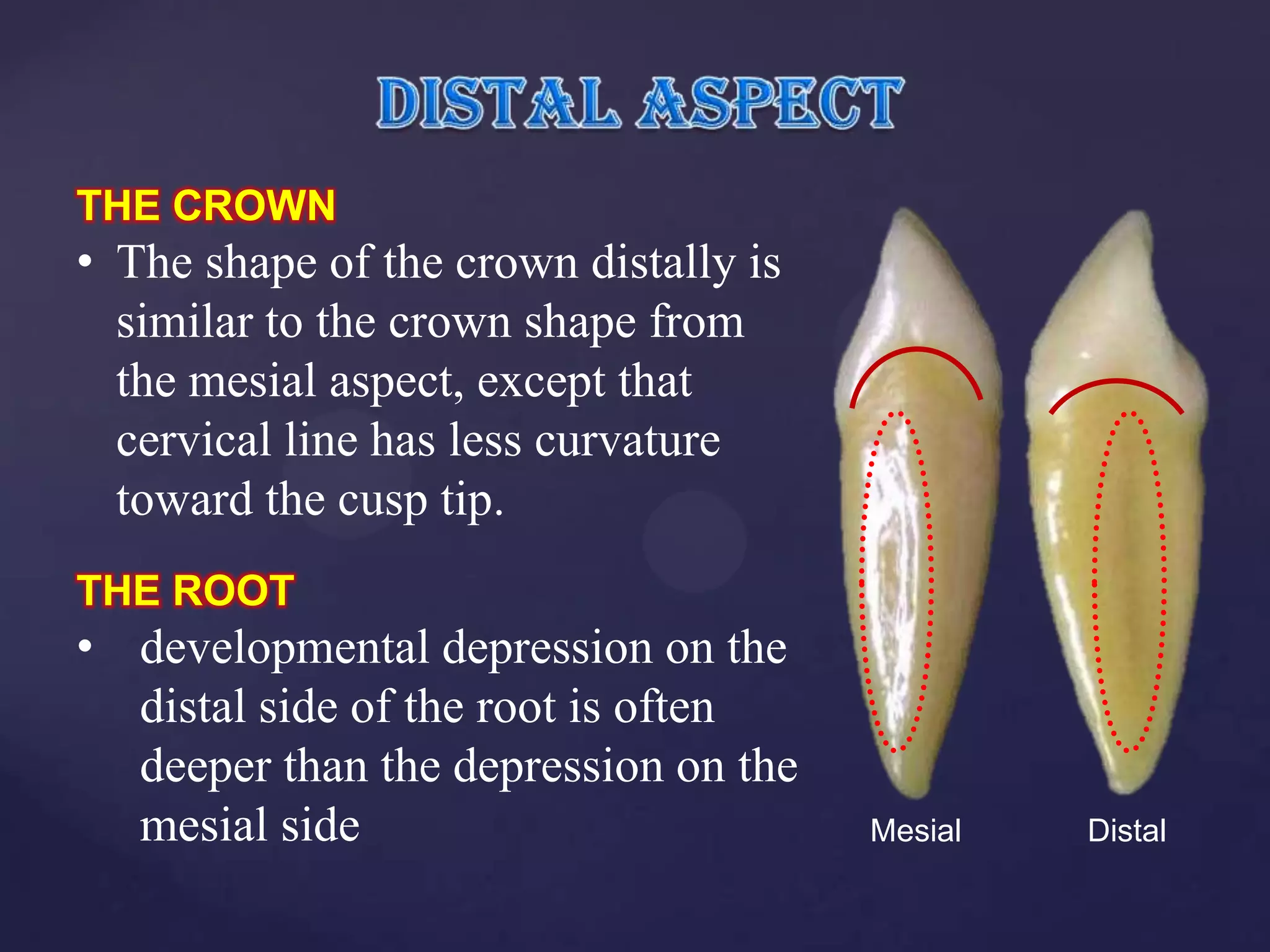 THE CROWN
• The shape of the crown distally is
  similar to the crown shape from
  the mesial aspect, except that
  cervical line has less curvature
  toward the cusp tip.
THE ROOT
• developmental depression on the
  distal side of the root is often
  deeper than the depression on the
  mesial side                          Mesial   Distal
 