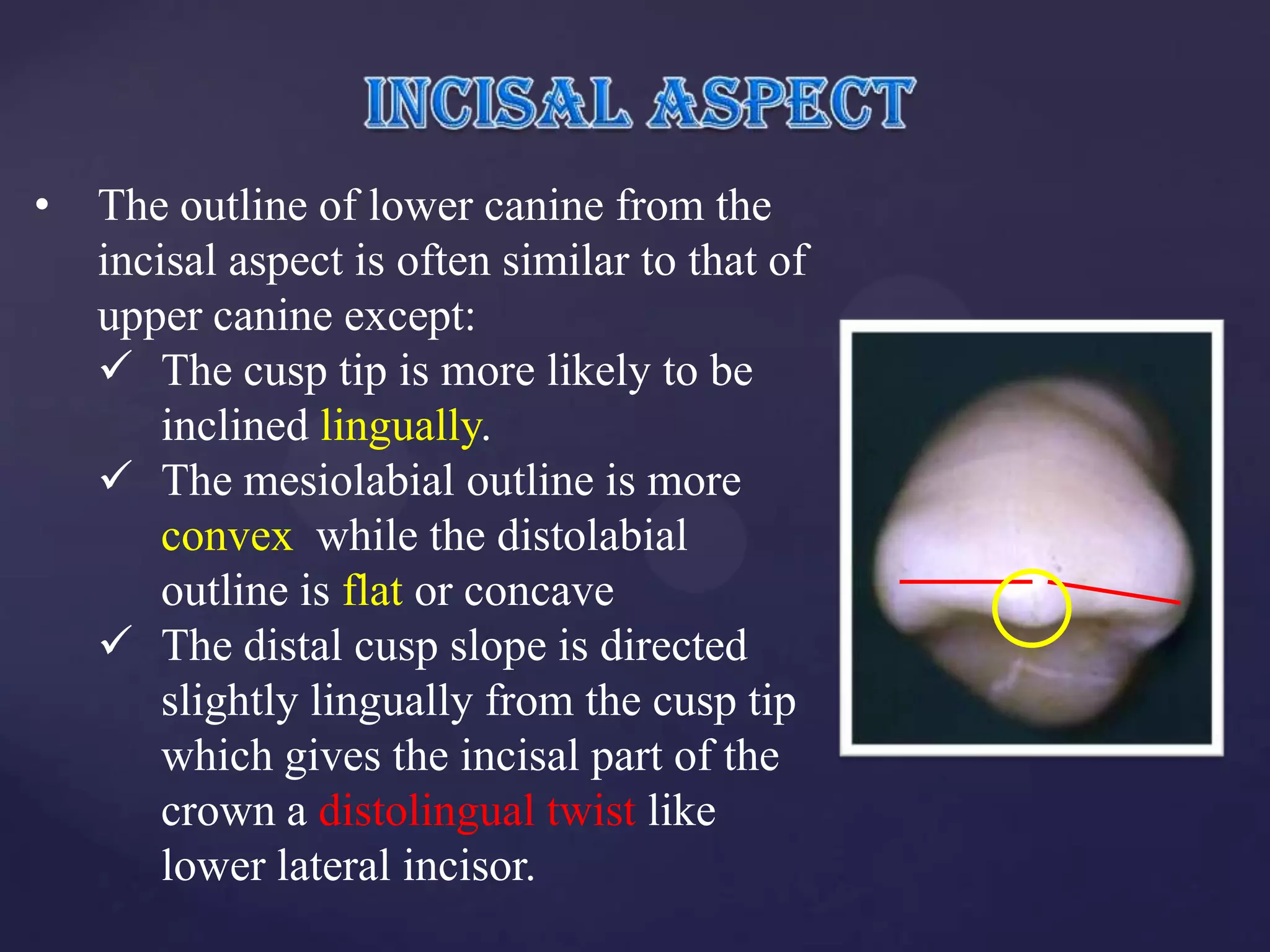 •   The outline of lower canine from the
    incisal aspect is often similar to that of
    upper canine except:
     The cusp tip is more likely to be
        inclined lingually.
     The mesiolabial outline is more
        convex while the distolabial
        outline is flat or concave
     The distal cusp slope is directed
        slightly lingually from the cusp tip
        which gives the incisal part of the
        crown a distolingual twist like
        lower lateral incisor.
 