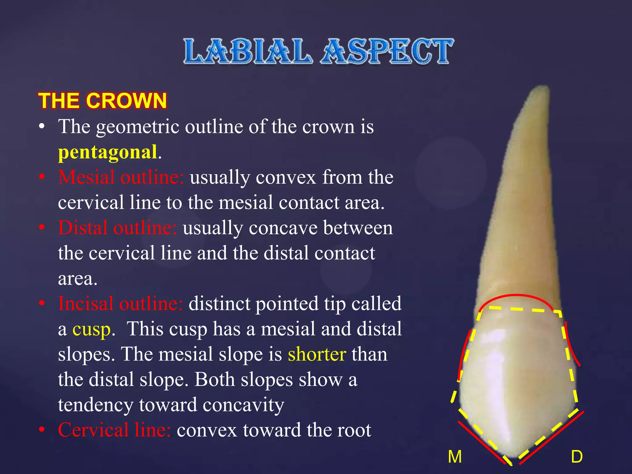 THE CROWN
• The geometric outline of the crown is
  pentagonal.
• Mesial outline: usually convex from the
  cervical line to the mesial contact area.
• Distal outline: usually concave between
  the cervical line and the distal contact
  area.
• Incisal outline: distinct pointed tip called
  a cusp. This cusp has a mesial and distal
  slopes. The mesial slope is shorter than
  the distal slope. Both slopes show a
  tendency toward concavity
• Cervical line: convex toward the root
                                                 M   D
 