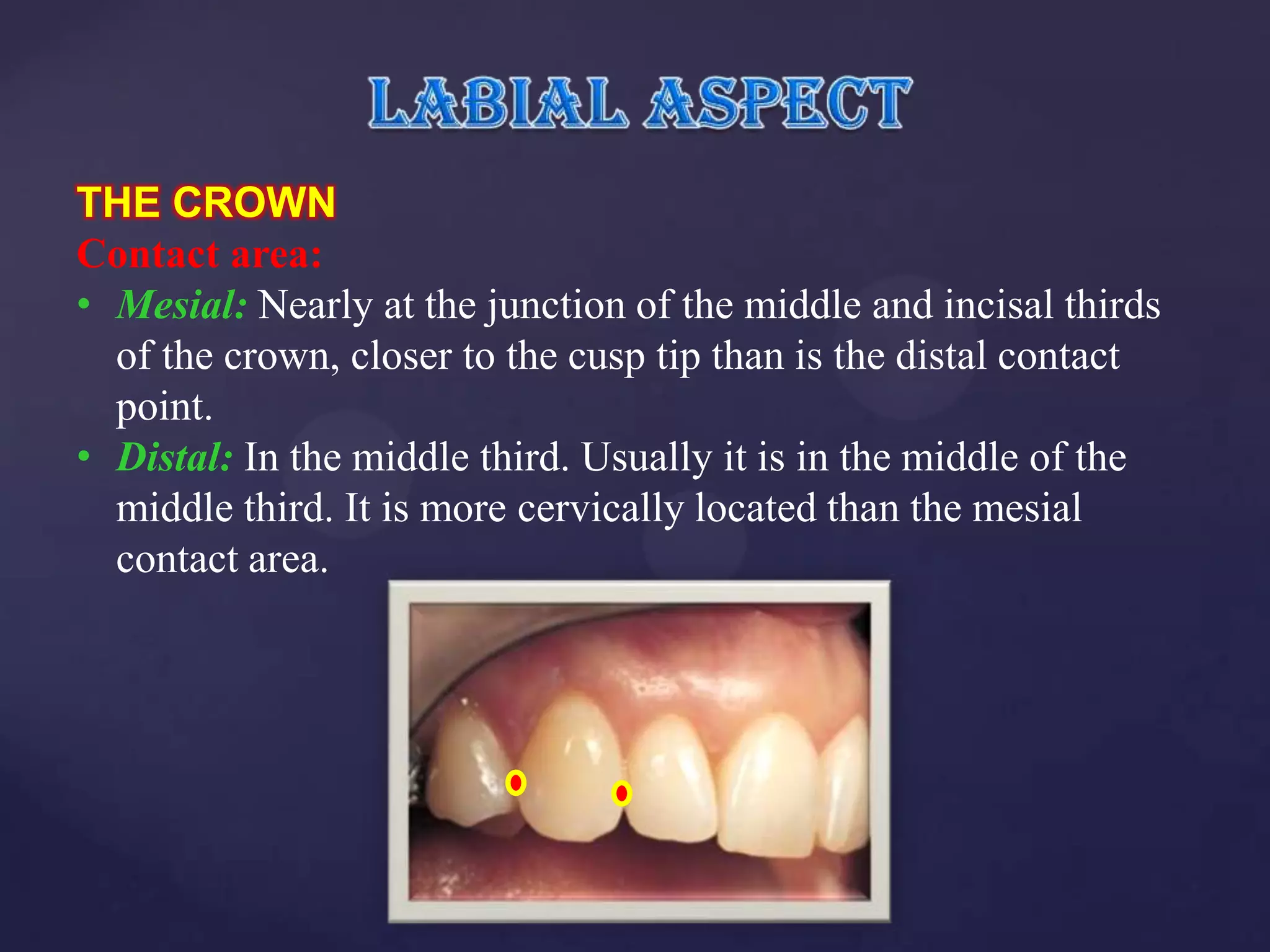 THE CROWN
Contact area:
• Mesial: Nearly at the junction of the middle and incisal thirds
  of the crown, closer to the cusp tip than is the distal contact
  point.
• Distal: In the middle third. Usually it is in the middle of the
  middle third. It is more cervically located than the mesial
  contact area.
 