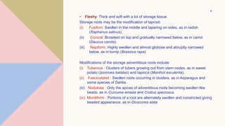 DESCRIPTIVE TERMINOLOGY - ROOT.pptx