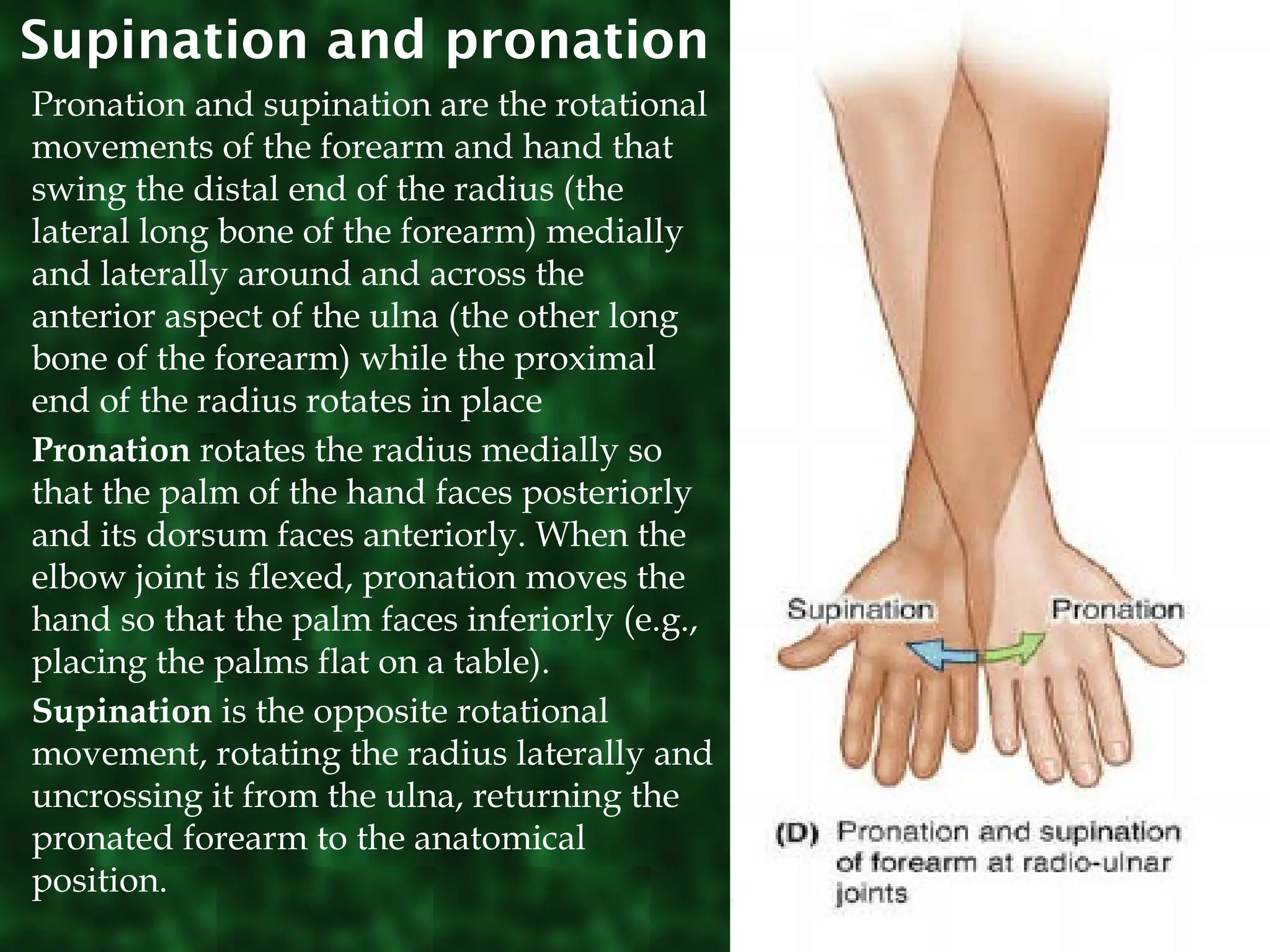 Descriptive terms of the bones, muscles and joints.ppt