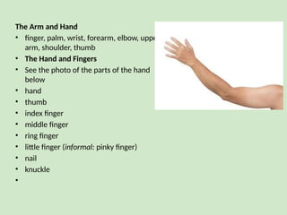 The Arm and Hand
• finger, palm, wrist, forearm, elbow, upper
arm, shoulder, thumb
• The Hand and Fingers
• See the photo of the parts of the hand
below
• hand
• thumb
• index finger
• middle finger
• ring finger
• little finger (informal: pinky finger)
• nail
• knuckle
•
 