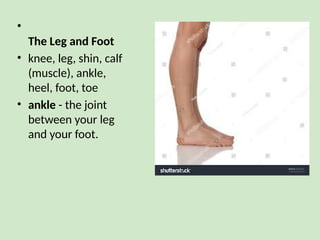 •
The Leg and Foot
• knee, leg, shin, calf
(muscle), ankle,
heel, foot, toe
• ankle - the joint
between your leg
and your foot.
 