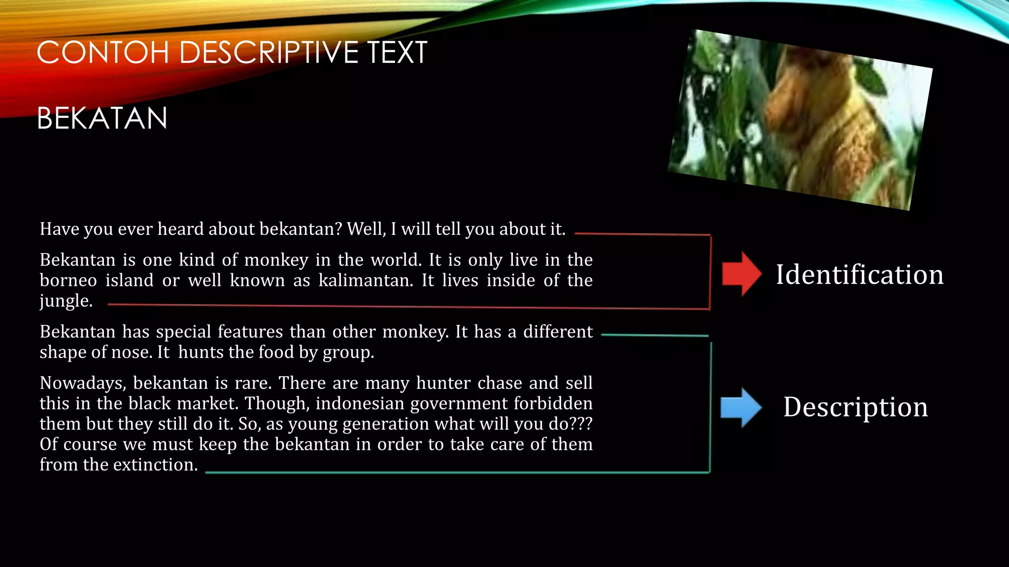 CONTOH DESCRIPTIVE TEXT
BEKATAN
Have you ever heard about bekantan? Well, I will tell you about it.
Bekantan is one kind of monkey in the world. It is only live in the
borneo island or well known as kalimantan. It lives inside of the
jungle.
Bekantan has special features than other monkey. It has a different
shape of nose. It hunts the food by group.
Nowadays, bekantan is rare. There are many hunter chase and sell
this in the black market. Though, indonesian government forbidden
them but they still do it. So, as young generation what will you do???
Of course we must keep the bekantan in order to take care of them
from the extinction.
Identification
Description
 