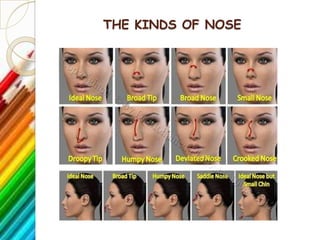 THE KINDS OF NOSE
 
