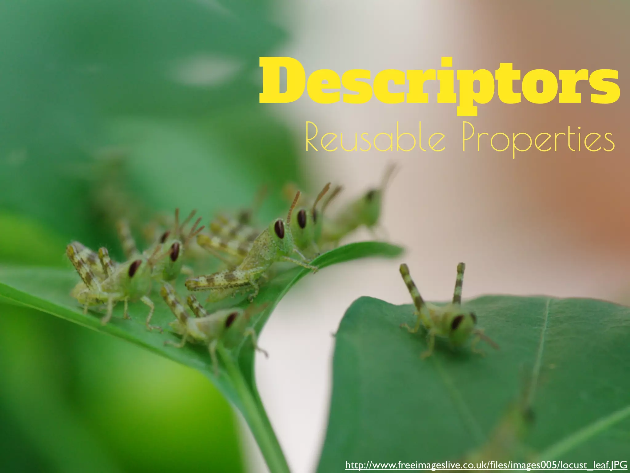 Descriptors
Reusable Properties
http://www.freeimageslive.co.uk/ﬁles/images005/locust_leaf.JPG
 