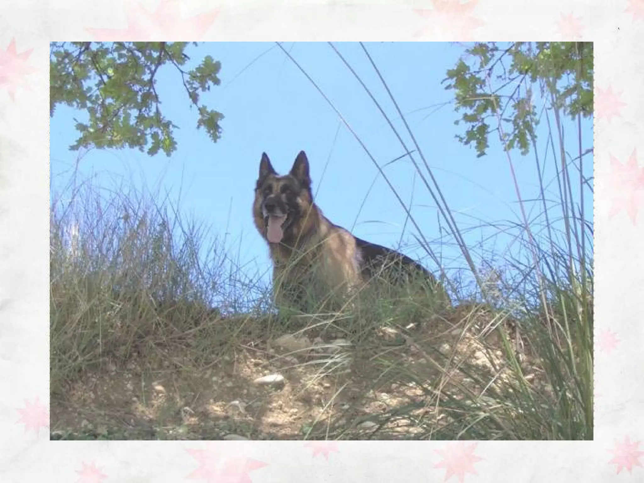 Descrizione pastore tedesco | PPT