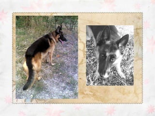 Descrizione pastore tedesco 