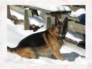 Descrizione pastore tedesco 