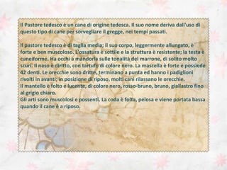 Il Pastore tedesco è un cane di origine tedesca. Il suo nome deriva dall'uso di
questo tipo di cane per sorvegliare il gregge, nei tempi passati.
Il pastore tedesco è di taglia media; il suo corpo, leggermente allungato, è
forte e ben muscoloso. L'ossatura è sottile e la struttura è resistente; la testa è
cuneiforme. Ha occhi a mandorla sulle tonalità del marrone, di solito molto
scuri. Il naso è diritto, con tartufo di colore nero. La mascella è forte e possiede
42 denti. Le orecchie sono dritte, terminano a punta ed hanno i padiglioni
rivolti in avanti; in posizione di riposo, molti cani rilassano le orecchie.
Il mantello è folto e lucente, di colore nero, rosso-bruno, bruno, giallastro fino
al grigio chiaro.
Gli arti sono muscolosi e possenti. La coda è folta, pelosa e viene portata bassa
quando il cane è a riposo.

 