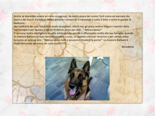 Anche se dovrebbe essere un cane coraggioso, ha molta paura dei rumori forti come ad esempio dei
tuoni e dei fuochi d'artificio; infatti durante i temporali si nasconde o sotto il letto o sotto le gambe di
qualcuno...
Nei confronti dei suoi familiari è molto protettivo; infatti non gli piace vedere litigare i membri della
sua famiglia e per questo si mette in mezzo come per dire : " Adesso basta!"
E' un cane molto intelligente, a volte anche geloso perchè è affezionato molto alla sua famiglia; quando
la maestra Barbara e i suoi familiari tornano a casa, lui aspetta che tutti rientrino e per ultimo entra
lui,come se volesse dire : "Adesso siamo tutti e possiamo chiudere la porta!" La maestra Barbara è
molto fortunata ad avere un cane così!!!!!!!!
Benedetta

 