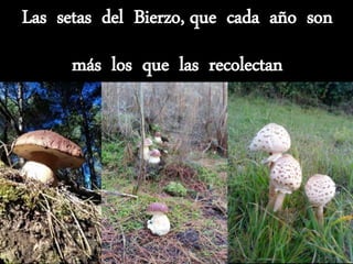 Las setas del Bierzo, que cada año son
más los que las recolectan
 