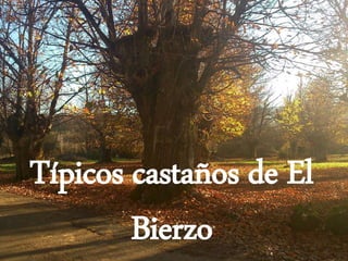 Típicos castaños de El
Bierzo
 
