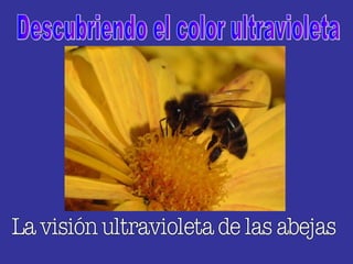 Descubriendo el color ultravioleta La visión ultravioleta de las abejas 