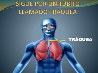 TRÁQUEA
 