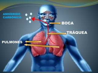 BOCA
TRÁQUEA
PULMONES
ANHÍDRIDO
CARBÓNICO
 