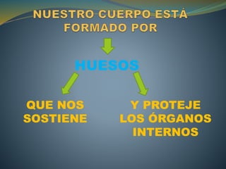 HUESOS
QUE NOS
SOSTIENE
Y PROTEJE
LOS ÓRGANOS
INTERNOS