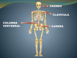 CRÁNEO
CLAVÍCULA
CADERA
COLUMNA
VERTEBRAL
 