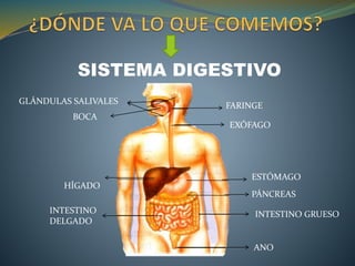 SISTEMA DIGESTIVO
BOCA
GLÁNDULAS SALIVALES
EXÓFAGO
FARINGE
INTESTINO
DELGADO
PÁNCREAS
ESTÓMAGO
HÍGADO
ANO
INTESTINO GRUESO
 