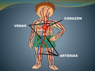 CORAZÓN
VENAS
ARTERIAS