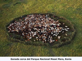 Ganado cerca del Parque Nacional Masai Mara, Kenia 