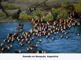 Ganado en Neuquén, Argentina 