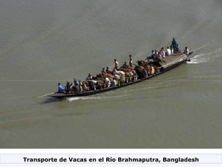 Transporte de Vacas en el Río Brahmaputra, Bangladesh 